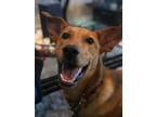 Adopt Duke a Labrador Retriever, German Shepherd Dog