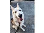 Adopt Chomps a German Shepherd Dog, Alaskan Malamute