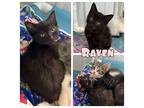 Raven - NN - SR4 Domestic Shorthair Kitten Female