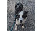Nova Australian Shepherd Young Female