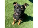 Adopt Ricky-A2120275 a Rottweiler