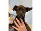 BERKLIE Chihuahua Adult Female