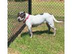 Lacey American Bulldog Adult Female