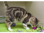 Lolly Domestic Shorthair Kitten Female