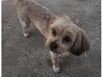 Teddy Yorkie, Yorkshire Terrier Adult Male