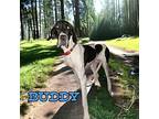 Buddy (Chief) Great Dane Puppy Male