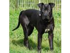 Frankie Labrador Retriever Adult Male