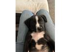 Daffy Retriever (Unknown Type) Puppy Male