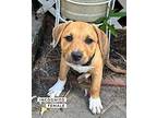 Incognito Mixed Breed (Medium) Puppy Female