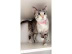 Sun Domestic Shorthair Senior Female