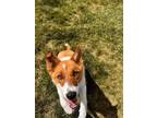 Wylie Mixed Breed (Medium) Adult Female