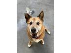 KC Jindo Adult Female