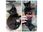 Kiki - NN - SR4 Domestic Shorthair Kitten Female