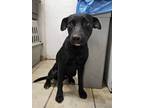 Adopt Queso a Labrador Retriever, Pit Bull Terrier