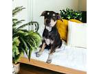 Beans Labrador Retriever Puppy Female