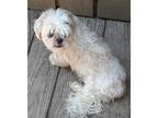 MiniCooper Shih Tzu Senior Female