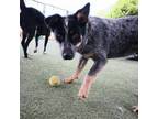 Adopt Pancake a Australian Cattle Dog / Blue Heeler