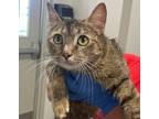 Tigress Domestic Shorthair Young Female