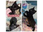 Barbie - NN - SR4 Domestic Shorthair Kitten Female