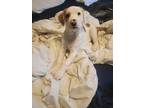 Colt Retriever (Unknown Type) Puppy Male