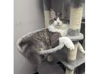 Adopt Flynn a Domestic Medium Hair
