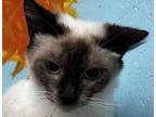 Adopt Cropper a Siamese