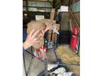 Adopt Titan a Duck