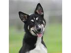 Darla Border Collie Young Female
