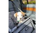Winchester Retriever (Unknown Type) Puppy Male
