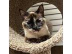 Tosh Siamese Young Female