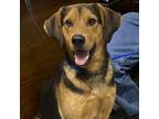 Adopt Lee a Hound