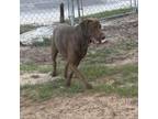Adopt Tua a Chocolate Labrador Retriever