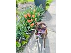 Vivienne American Pit Bull Terrier Puppy Female