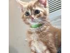 Adopt Pumpkin a Domestic Short Hair