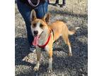 Adopt Peanut a German Shepherd Dog, Australian Shepherd