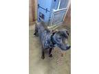 Adopt Clyde a Pit Bull Terrier