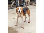 Adopt Skippy a Foxhound