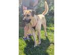 Adopt Titus a Mastiff