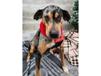Adopt Scooby a Catahoula Leopard Dog
