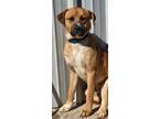 Adopt Buddy JS a Labrador Retriever, Pit Bull Terrier