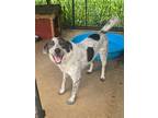 Adopt Freckles a Mixed Breed