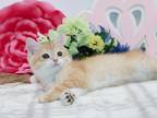 Golden Shaded British Shorthair Boy