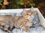 Chocolate Golden Spotted British Shorthair Boy