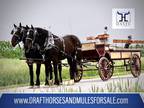 PERCHERON Draft Horse Gelding Team for Sale