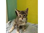 Isis Domestic Shorthair Kitten Female