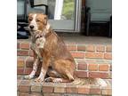 Reba Border Collie Adult Female