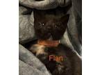 Flan Domestic Shorthair Kitten Female