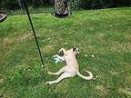 Cashew Labrador Retriever Young Female