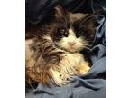 RaeAnn Domestic Longhair Senior Female