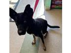 Raptor German Shepherd Dog Young Female